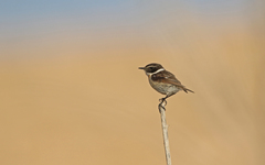 Saxicola dacotiae
