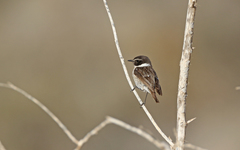 Saxicola dacotiae