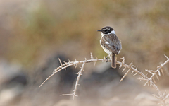 Saxicola dacotiae