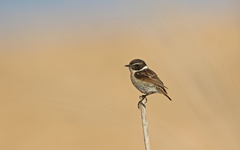 Saxicola dacotiae