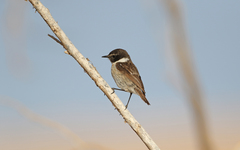 Saxicola dacotiae