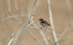 Saxicola dacotiae