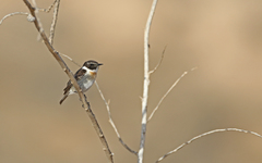 Saxicola dacotiae