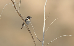 Saxicola dacotiae