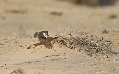 Saxicola dacotiae