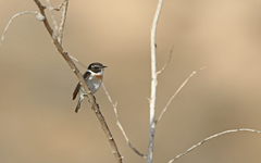 Saxicola dacotiae