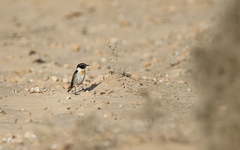 Saxicola dacotiae