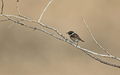 Saxicola dacotiae