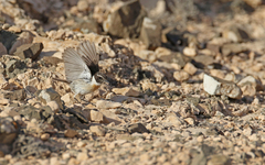 Saxicola dacotiae