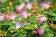 Calliandra riparia