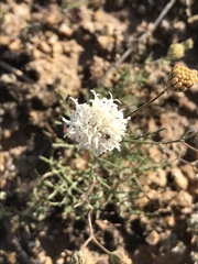 Chaenactis carphoclinia