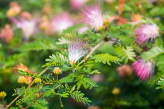 Calliandra riparia