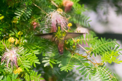 Calliandra riparia