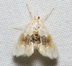 Lipocosma sicalis