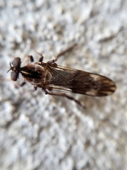 Nicocles