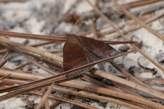 Argyrostrotis deleta