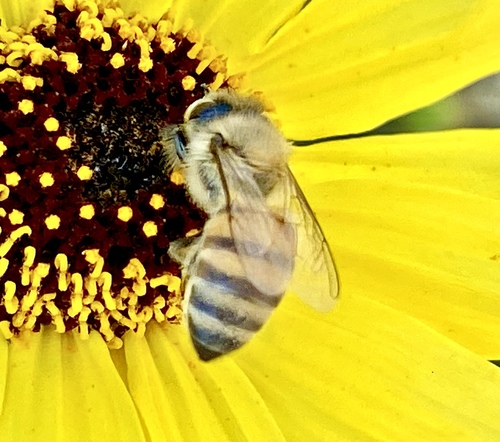 iNaturalist observation photo of Western Honey Bee