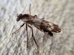 Nicocles