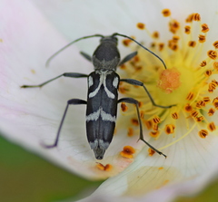 Chlorophorus figuratus