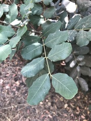 Beilschmiedia miersii