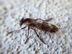 Nicocles