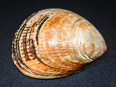 Laevicardium crassum