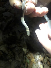 Diadophis punctatus stictogenys