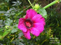 Hibiscus radiatus
