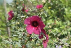 Hibiscus radiatus