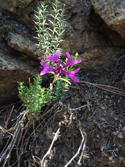Clarkia xantiana