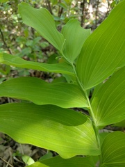 Polygonatum biflorum commutatum