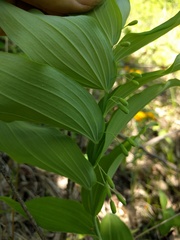 Polygonatum biflorum commutatum