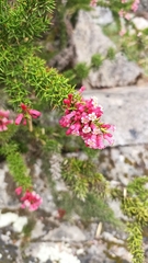 Colletia ulicina