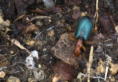 Brachinus sclopeta