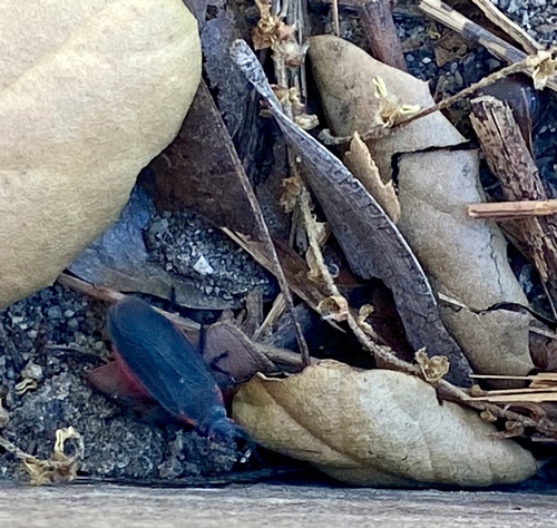 iNaturalist observation photo of Red-shouldered Bug