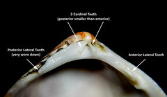 Laevicardium crassum