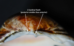 Laevicardium crassum