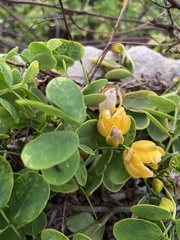 Senna bicapsularis