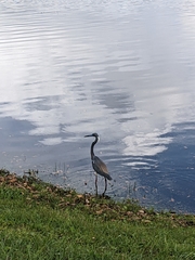 Egretta tricolor image