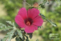 Hibiscus radiatus