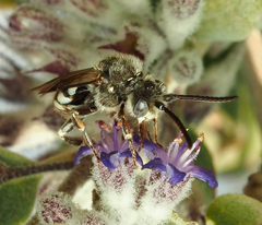 Nomada crotchii