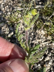Senecio californicus