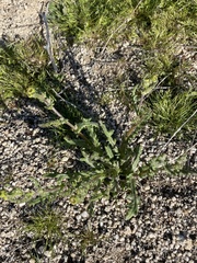 Senecio californicus