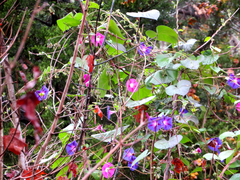 Ipomoea orizabensis