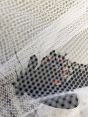 Battus philenor acauda