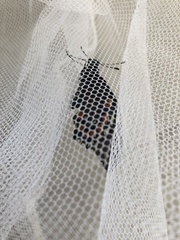 Battus philenor acauda