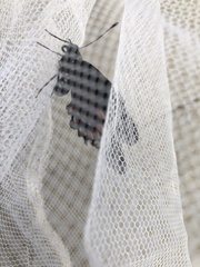 Battus philenor acauda