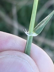 Hordeum murinum glaucum