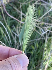 Hordeum murinum glaucum