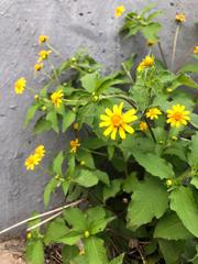 Melampodium divaricatum